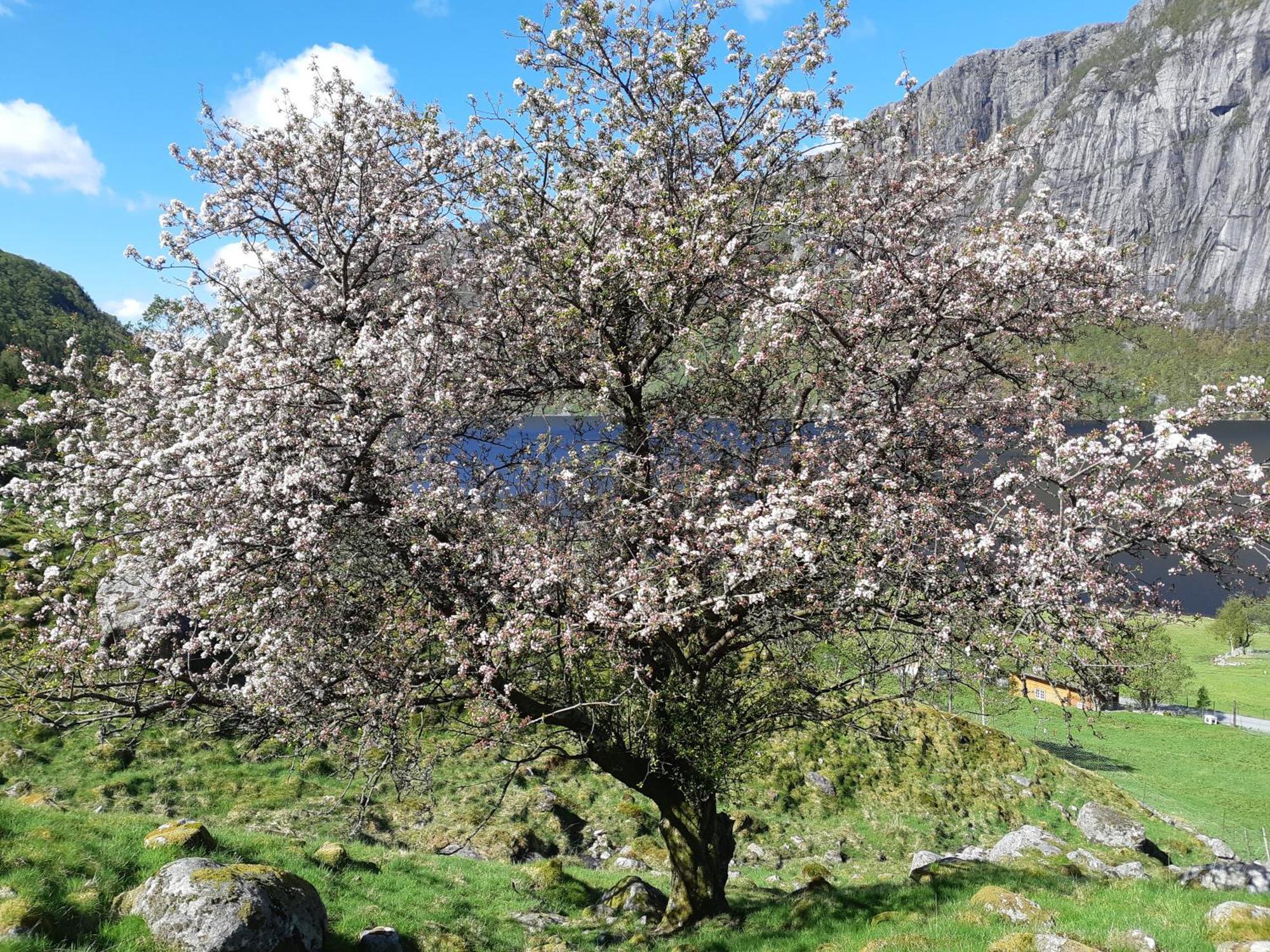 Hytte Ved Preikestolen Forsand المظهر الخارجي الصورة
